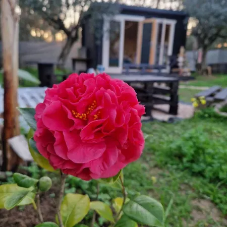 Jardim De Olivia
